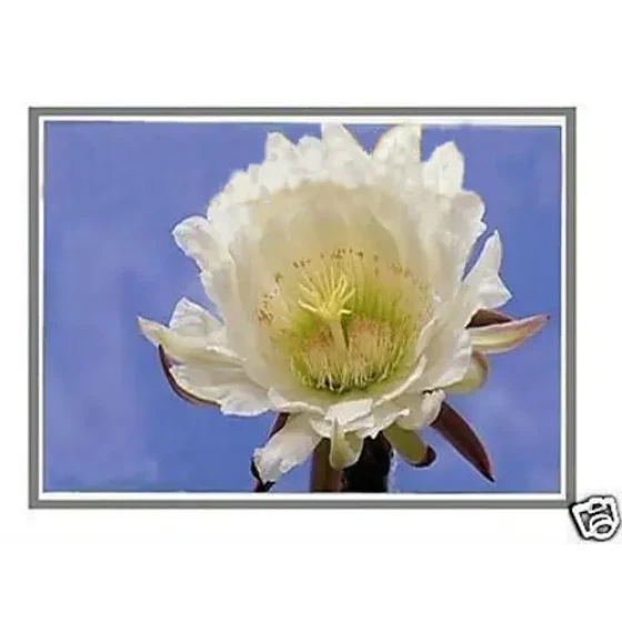 Laptop Lcd Screen For Sony Vaio Vgn-Nw370F/B Wxga Hd (Led With Adapter)