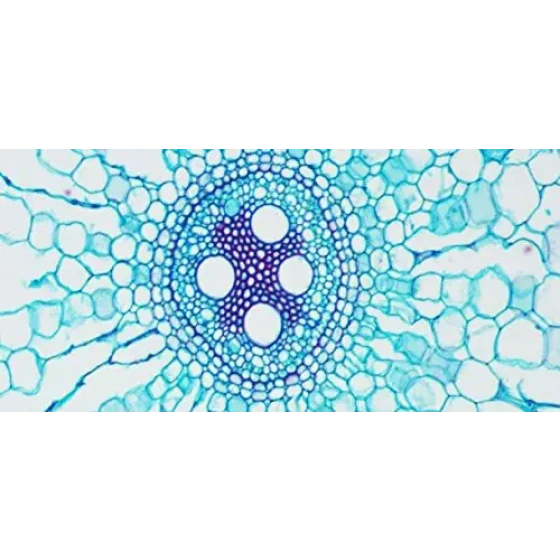 Levn-40029-Levenhuk Microscopio Trinocular Digital D670T Negro Mediano 40029