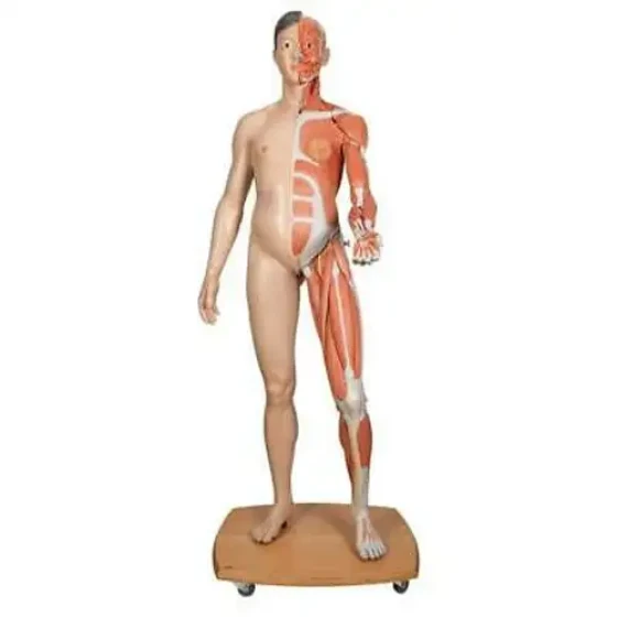 3B Scientific B52 Life-Size Dual Sex Human Muscular Figure 39-Part