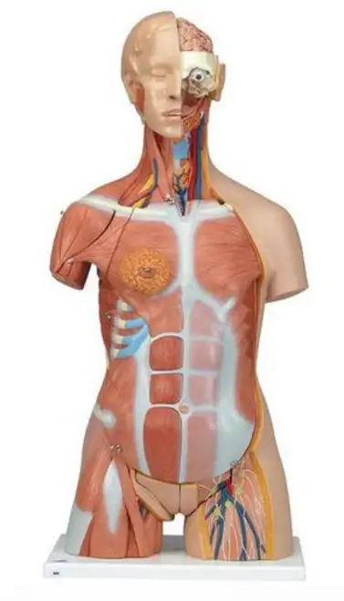 3B Scientific B40 Deluxe Dual Sex Muscle Torso 31-Part Anatomical Model Anatomy