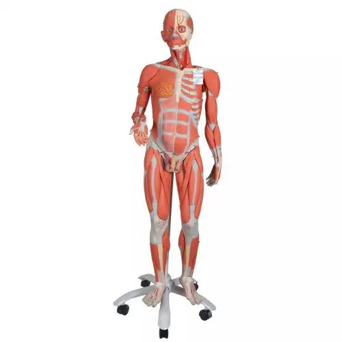 3/4 Life-Size Dual Sex Human Muscle Model on Metal Stand 45-part