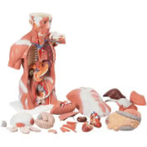 3B¬Æ Anatomical Model - Life Size Muscle Torso 27-Part