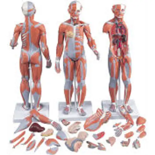 3B¬Æ Anatomical Model - 1/2 Life Size Complete Dual Sex Muscle Figure 33-Part