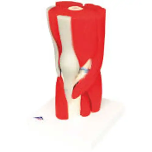3B¬Æ Anatomical Model - Knee Joint with Removable Muscles 12-Part